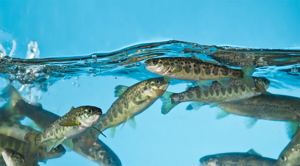 CHANNEL DEFINITION AQUATIC SCIENCE visual data 7